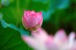 Pink lotus flower