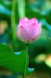 Pink lotus flower