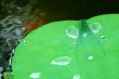 Water drops on lotus pad (leaf)