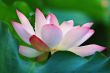 Blooming of lotus flower