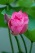 Lotus flower and bud