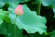 Lotus flower and giant leave pad