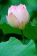 Lotus flower