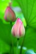 Lotus buds