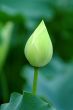 Lotus bud