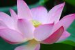 Closeup of blooming lotus flower