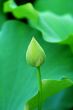 Lotus bud