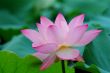 Closeup of blooming lotus flower