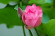 Lotus flower and bud