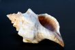 Seashell, isolated on black background