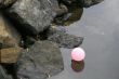 Pink Balloon in Foul Water