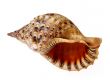 Big seashell isolated