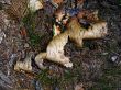 Background - a bark of a birch and pine needles