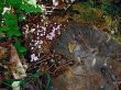forest background
