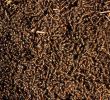 texture from forest ants