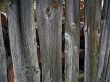 Background - old grey fence boards.