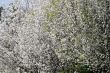 Bradford Pear Blossoms