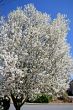 Bradford Pear
