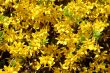 Forsythia