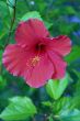 Hibiscus 2