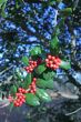 Holly Berries