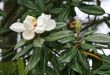 Magnolia Blossom