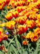 Red and Yellow Tulips
