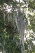 Spanish Moss in Light