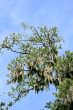 Spanish Moss in Pines