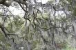 Spanish Moss