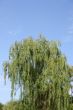 Weeping Willow