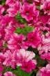 pink flower closeup