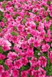 pink flowerbed