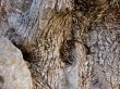 Bark of an olive tree