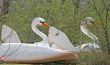 Wooden Swans