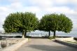 Two trees