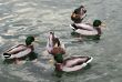 Ducks