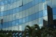 Palm tree reflections