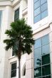 Palm tree and building