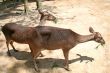 Deer feeding