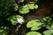 Lotus flower