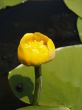 Nymphaea luteum