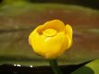 Nymphaea luteum