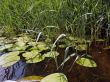 Cane and lilies