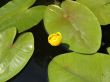 Water lily