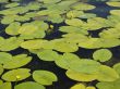 Water lily