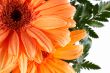 Partial view of a daisy