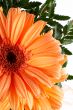 Partial view of a daisy