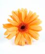 Daisy on white background