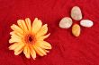 Daisy and four stones on the sand